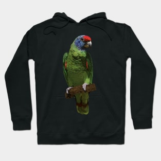 Red-tailed Amazon Hoodie